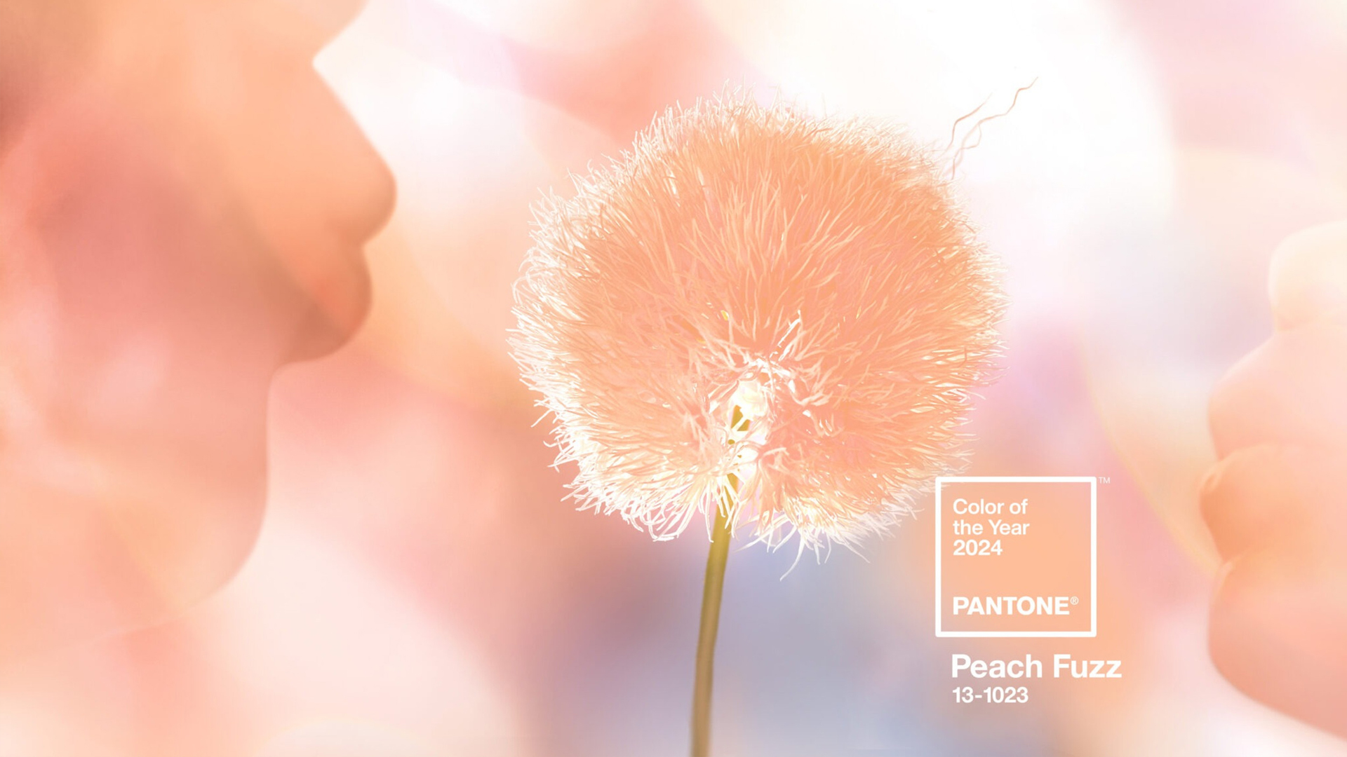 Pantone® apresenta Peach Fuzz como a cor do ano para 2024.